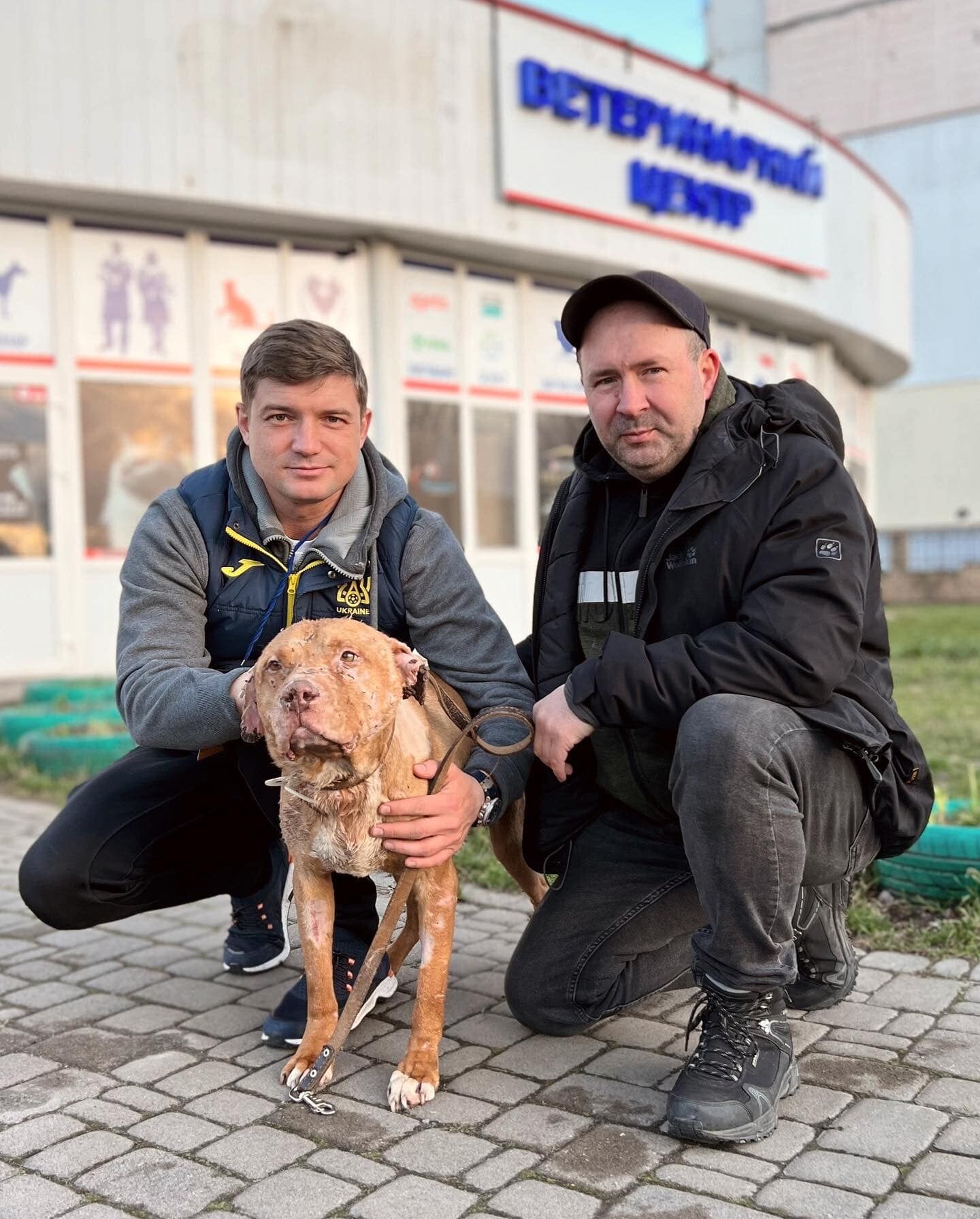 Забросали собак гранатами: чудом выживший в Буче пес Атос улетел в США, а любимицу президента WBC Ukraine убили россияне
