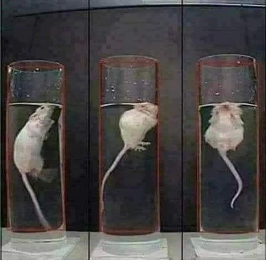Курт Рихтер провел эксперимент на крысах.