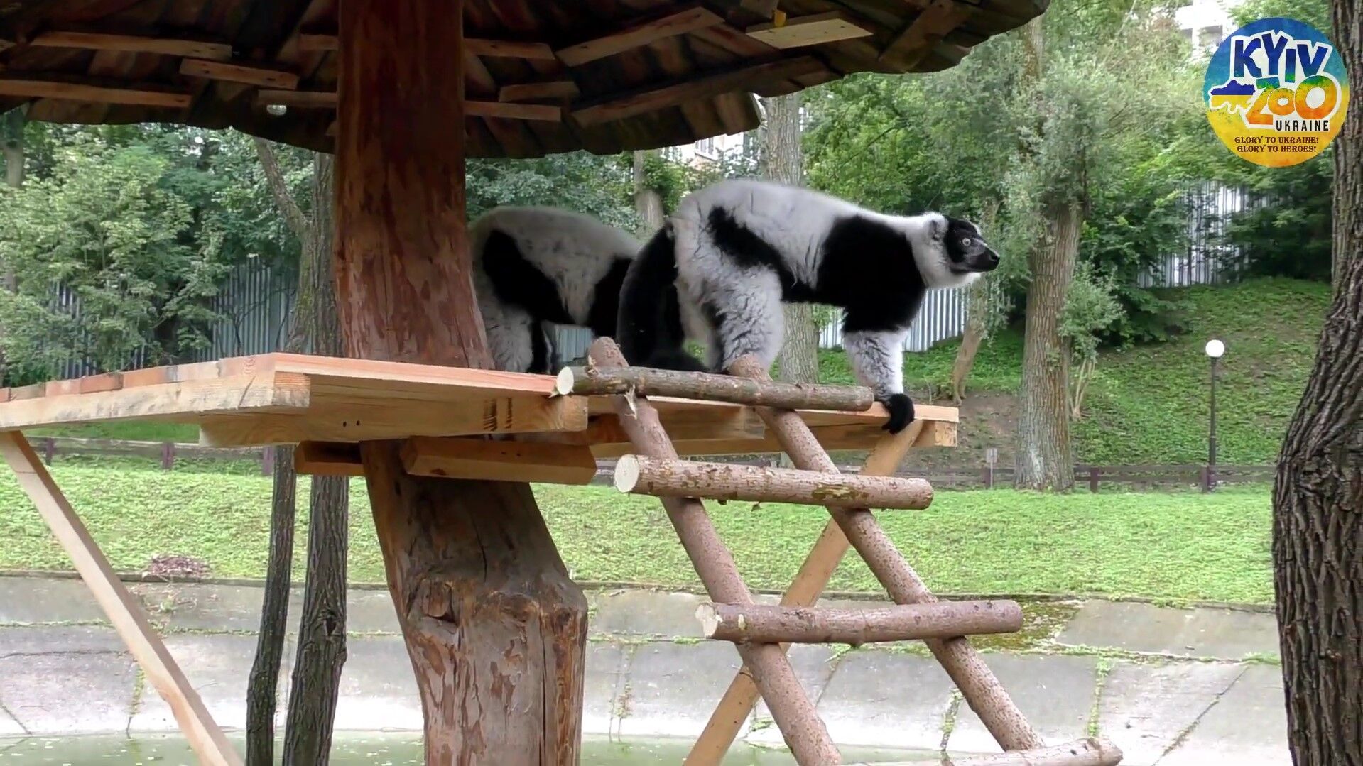 В Киевском зоопарке для лемуров вари создали два личных острова. Видео