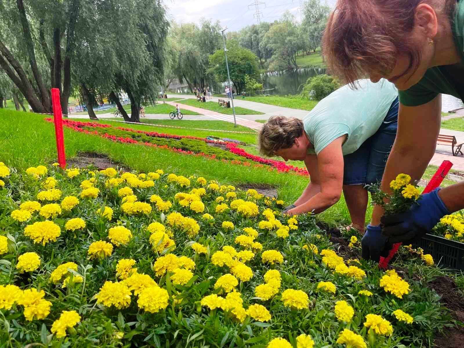 У Києві створили понад 10 патріотичних квіткових інсталяцій до Дня Незалежності. Фото