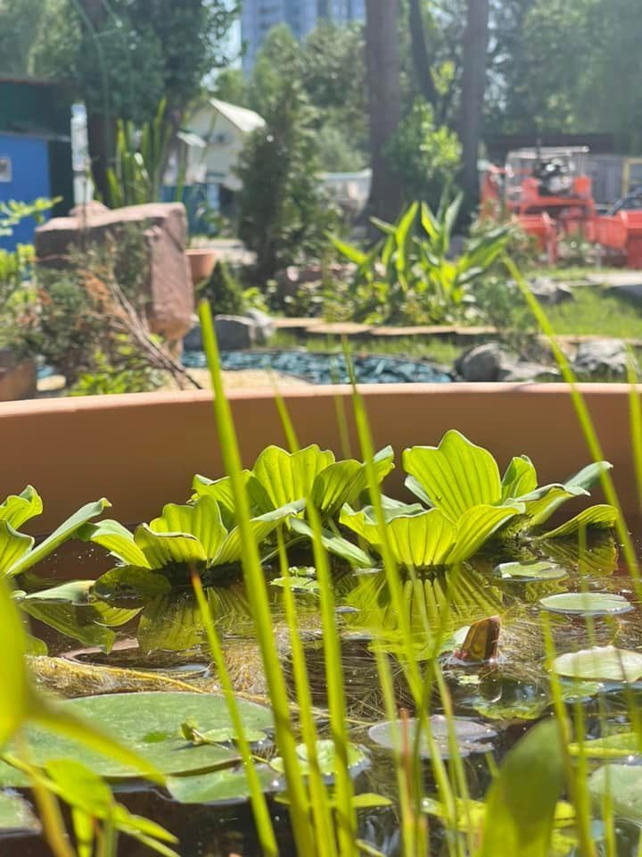 У Києві запустили пілотний проєкт "Водних садів" на вулицях міста. Фото