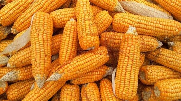 Як смачно приготувати молоду кукурудзу
