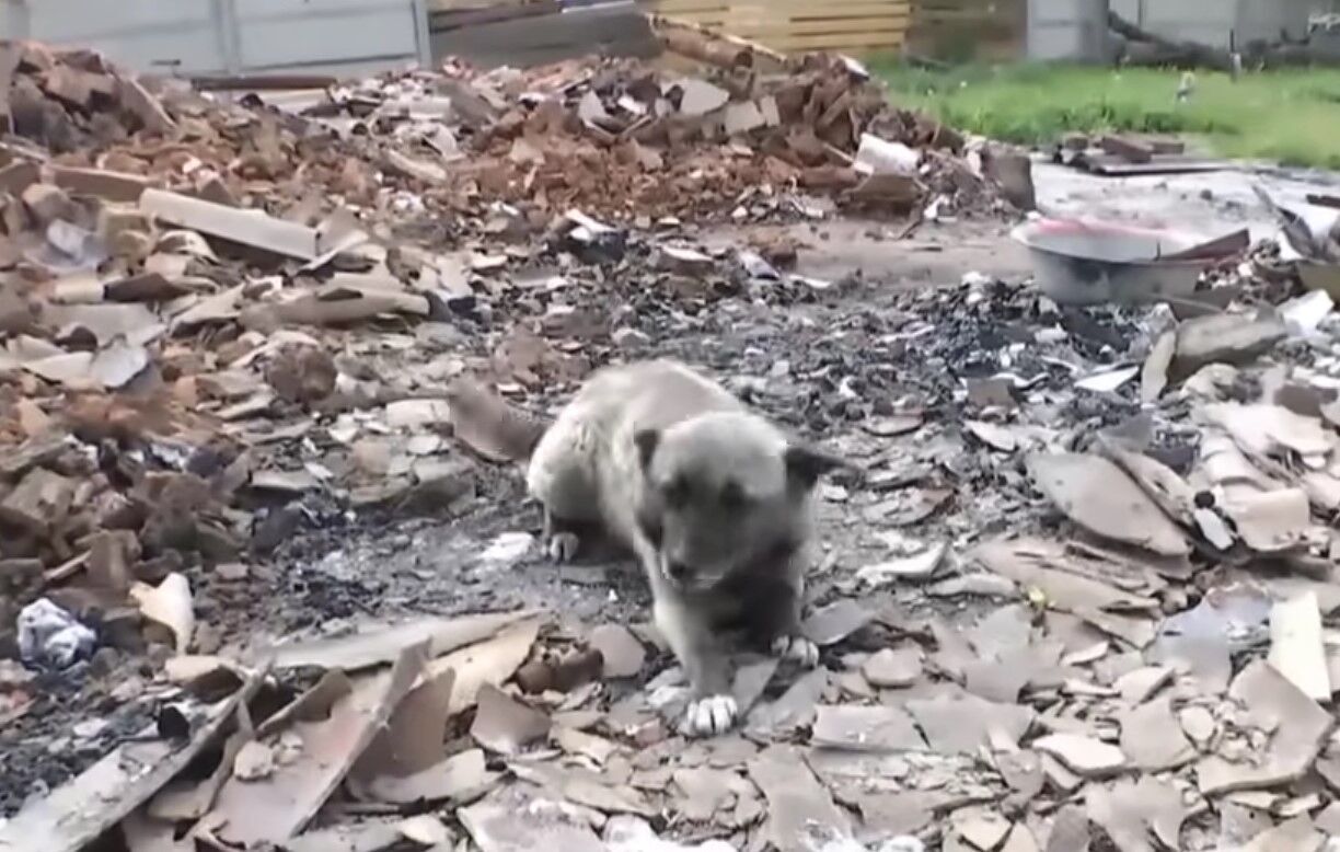 У Макарові собака п'ять місяців чекала на господарів на руїнах будинку: при зустрічі плакала. Відео