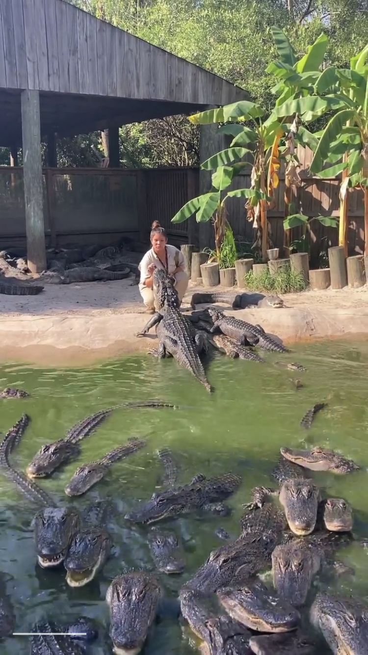 Мережу облетіло відео, як жінка годує з рук зграю гігантських алігаторів: хижаки спокійно чекають своєї черги