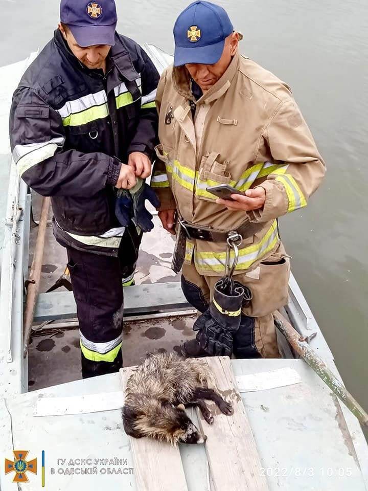 На Одесщине спасли енотовидную собаку, которая застряла в заборе