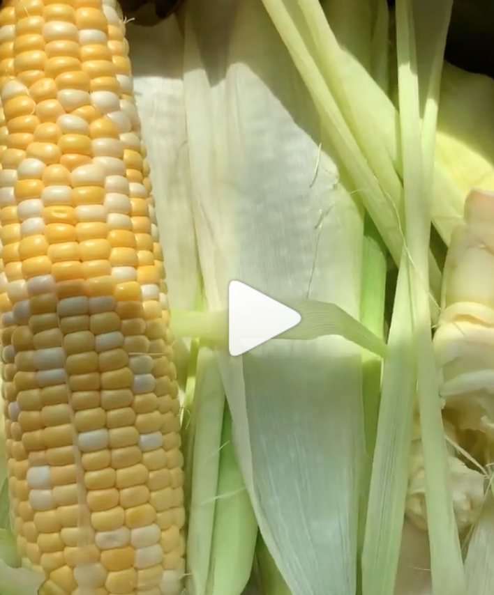 Як правильно варити кукурудзу
