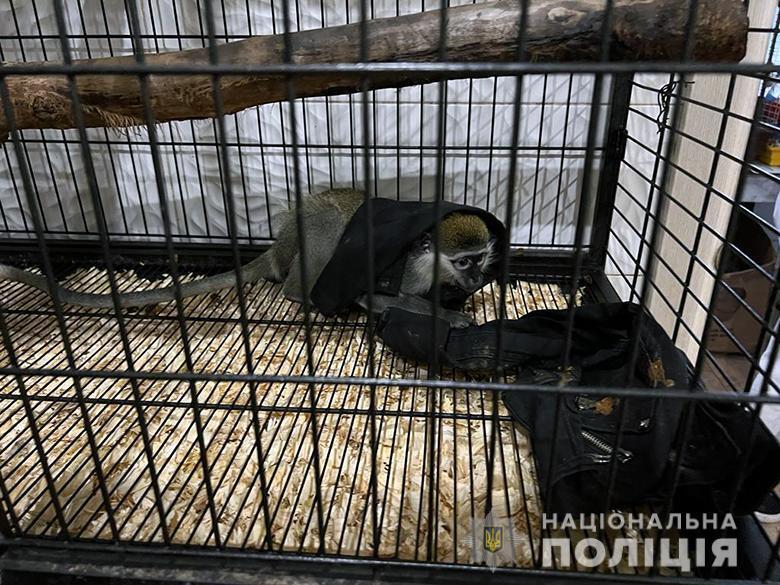 В Киеве злоумышленники продавали краснокнижных животных: у них забрали около 400 зверей и птиц. Фото и видео