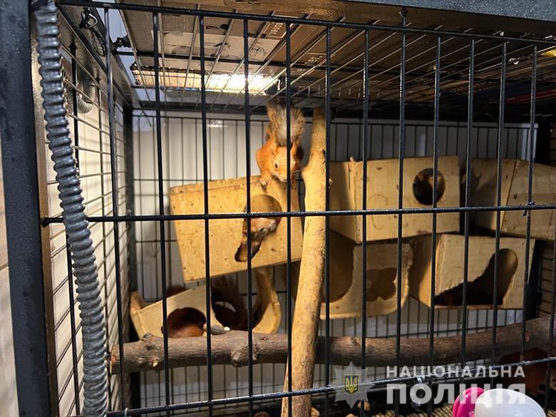 У Києві зловмисники продавали червонокнижних тварин: у них забрали близько 400 звірів та птахів. Фото і відео