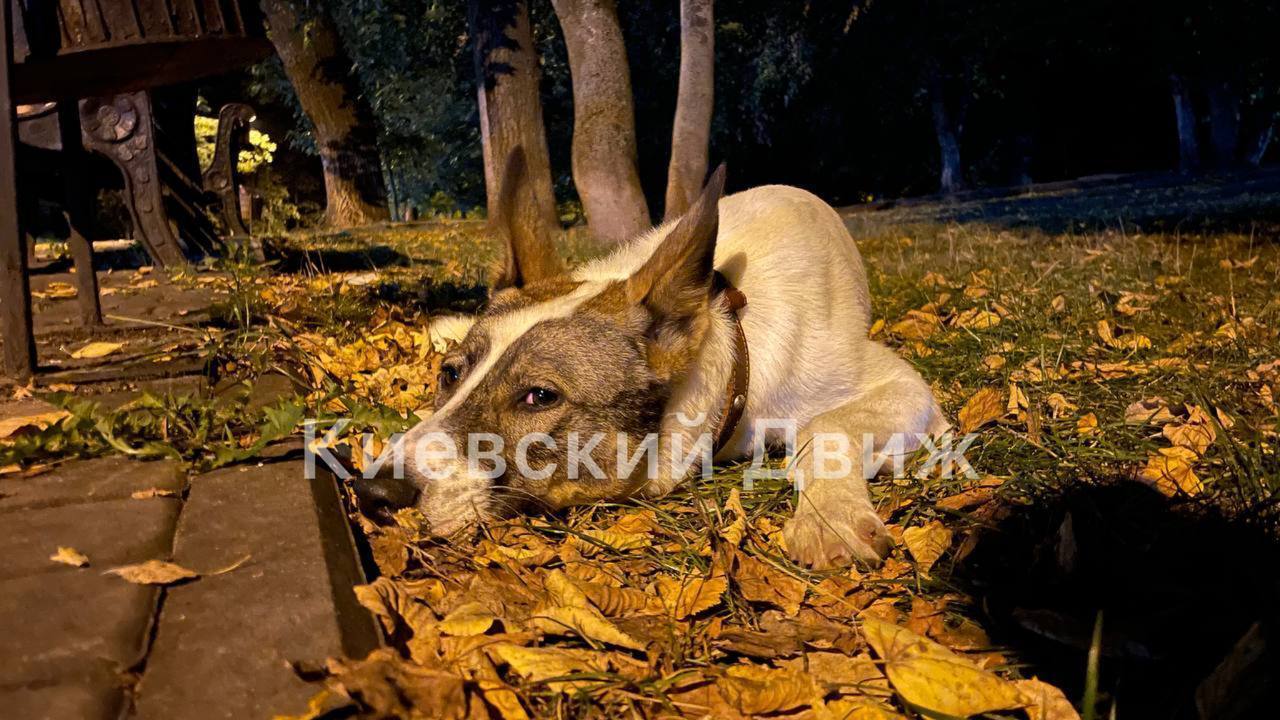 В Киеве заметили собаку, которая несколько дней не сходит с места, ожидая хозяев. Фото