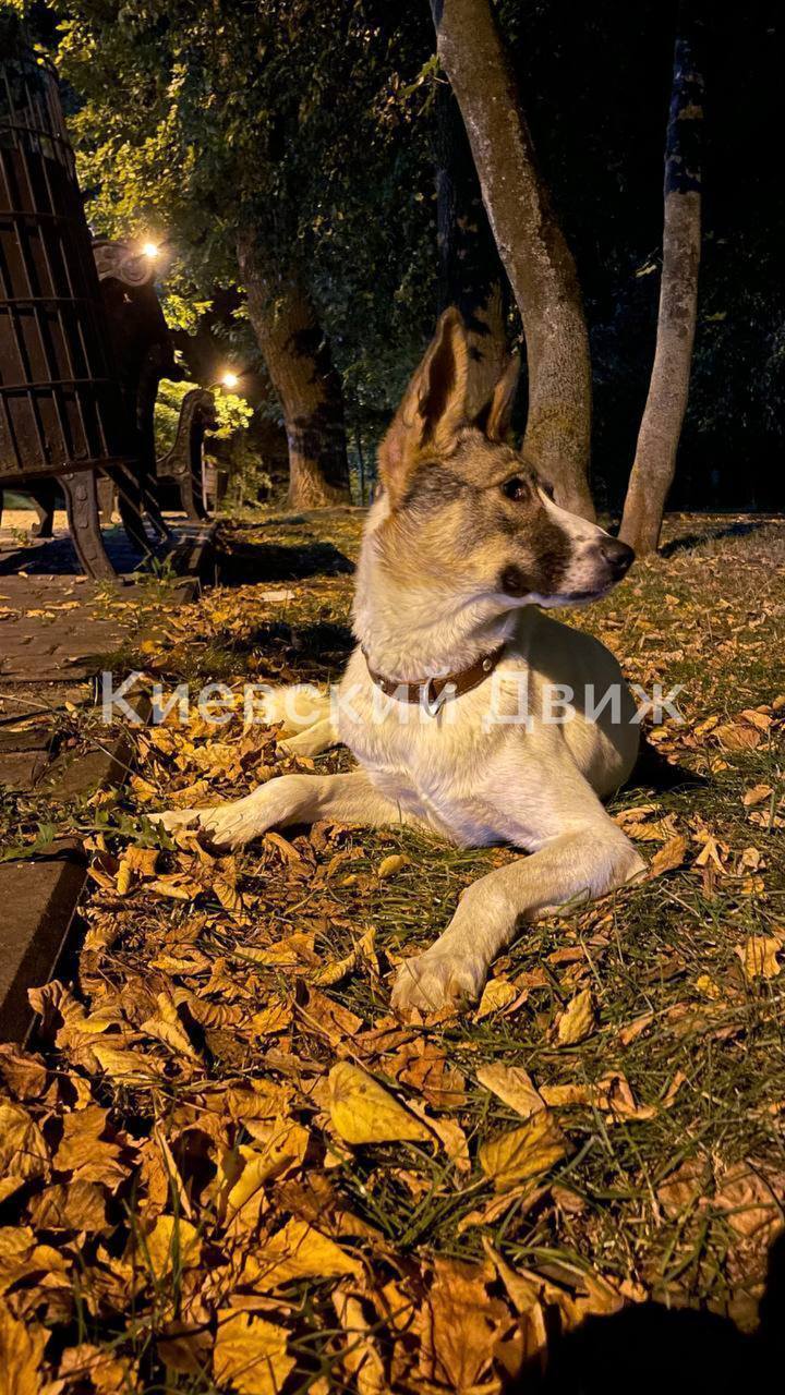 У Києві помітили собаку, який кілька днів не сходить з місця, чекаючи на господарів. Фото