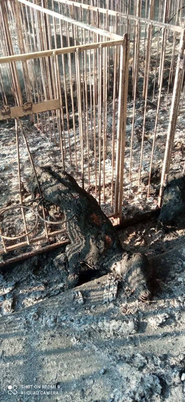 Войска РФ обстреляли ферму на Запорожье: погибло около тысячи животных, ранены работники. Фото