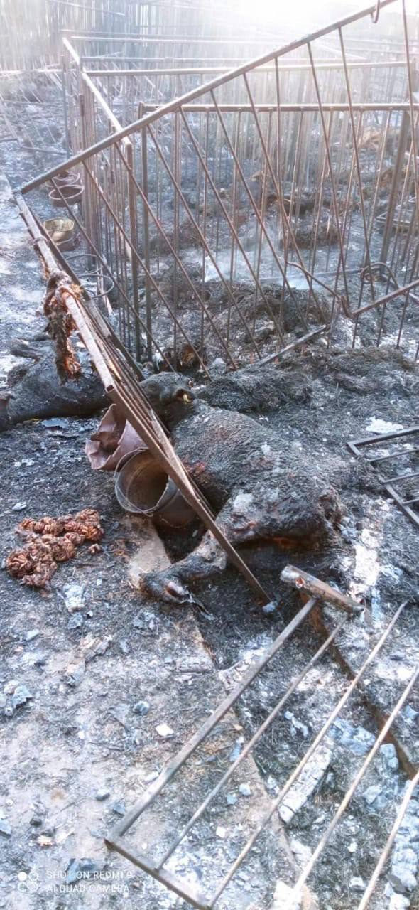 Войска РФ обстреляли ферму на Запорожье: погибло около тысячи животных, ранены работники. Фото