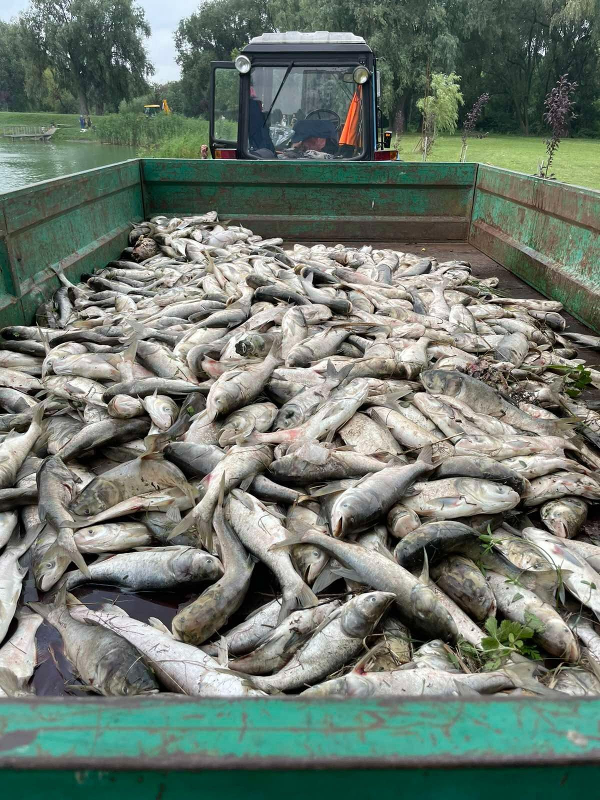 В Борисполе на Олесницком озере зафиксировали массовый мор рыбы.