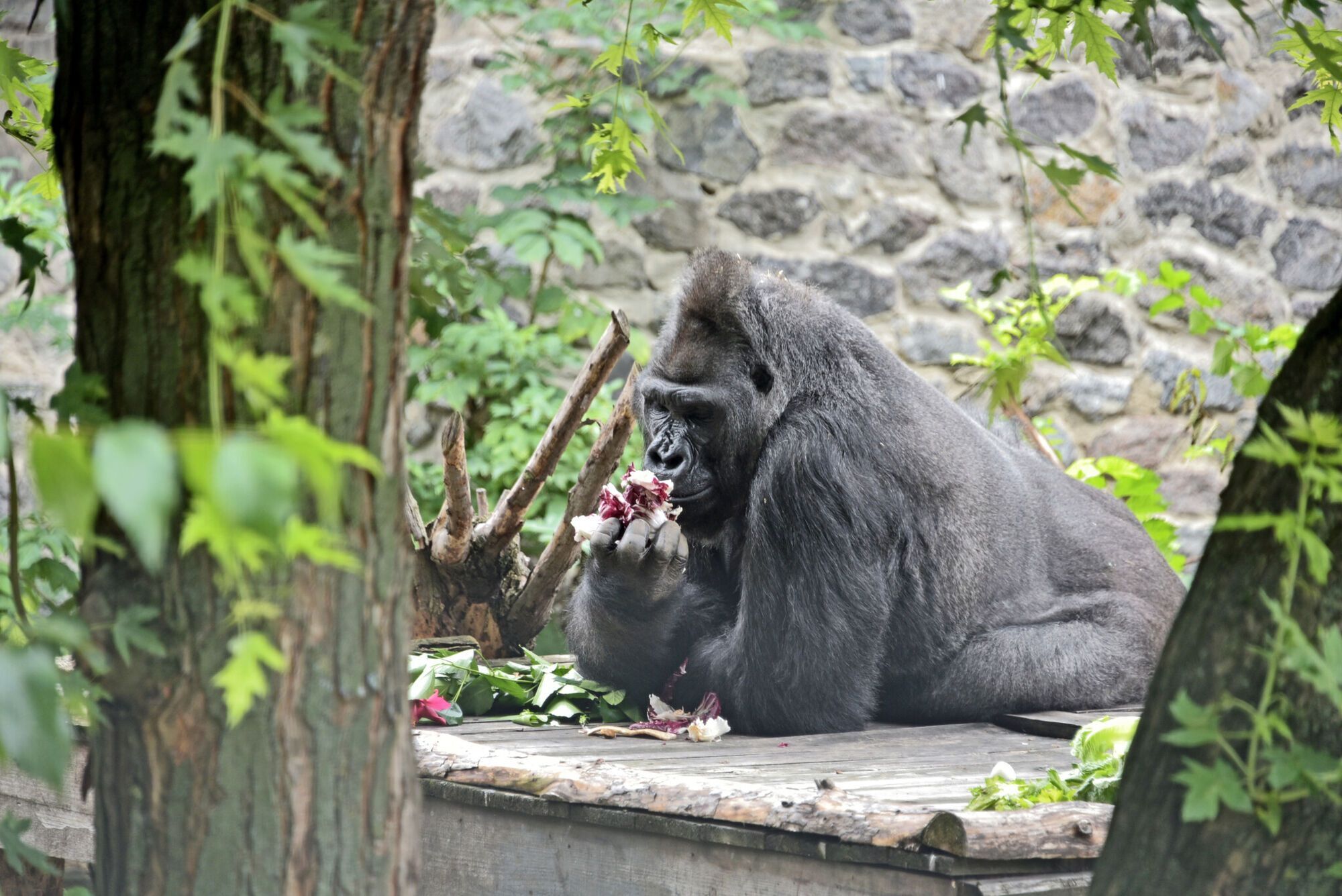 Для горили приготували святкове частування.
