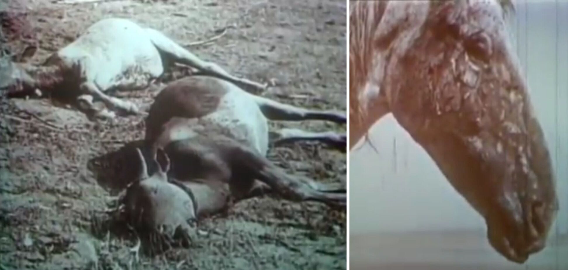 Животные после ядерного взрыва на Тоцком полигоне