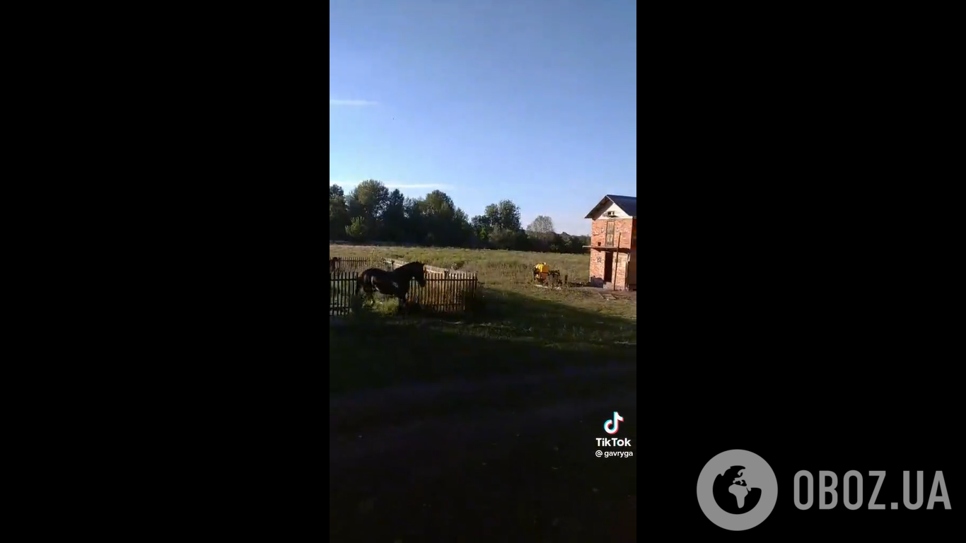 Украинские военные выпустили коня на свободу