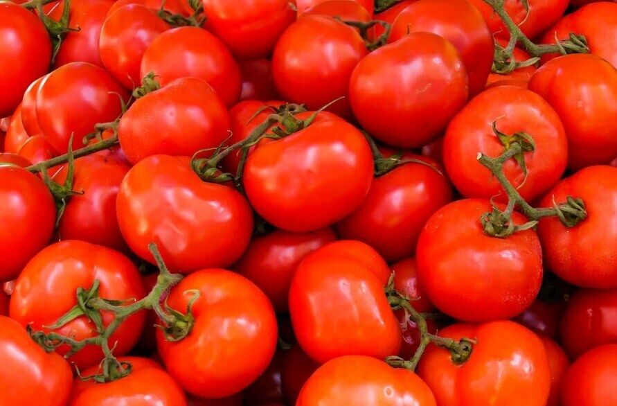 Чому не можна зберігати помідори в холодильнику