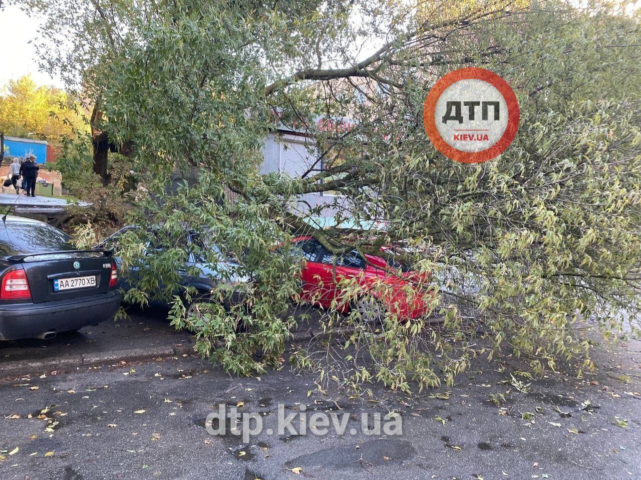 У Києві вітер валив дерева і обривав дроти електропередач, постраждав молодий хлопець. Фото і відео