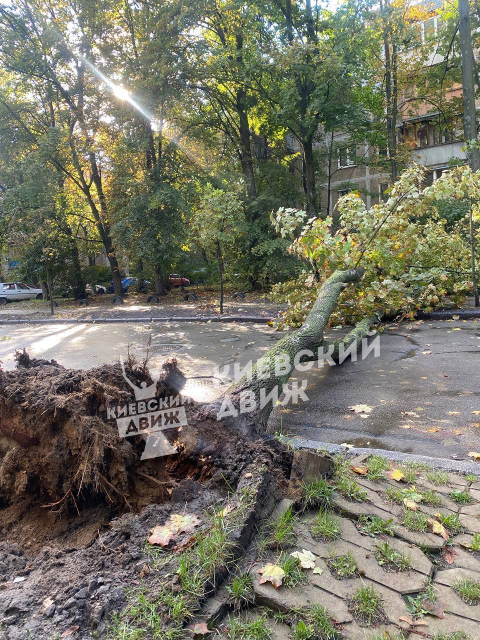 В Киеве ветер валил деревья и обрывал провода электропередач, пострадал молодой парень. Фото и видео