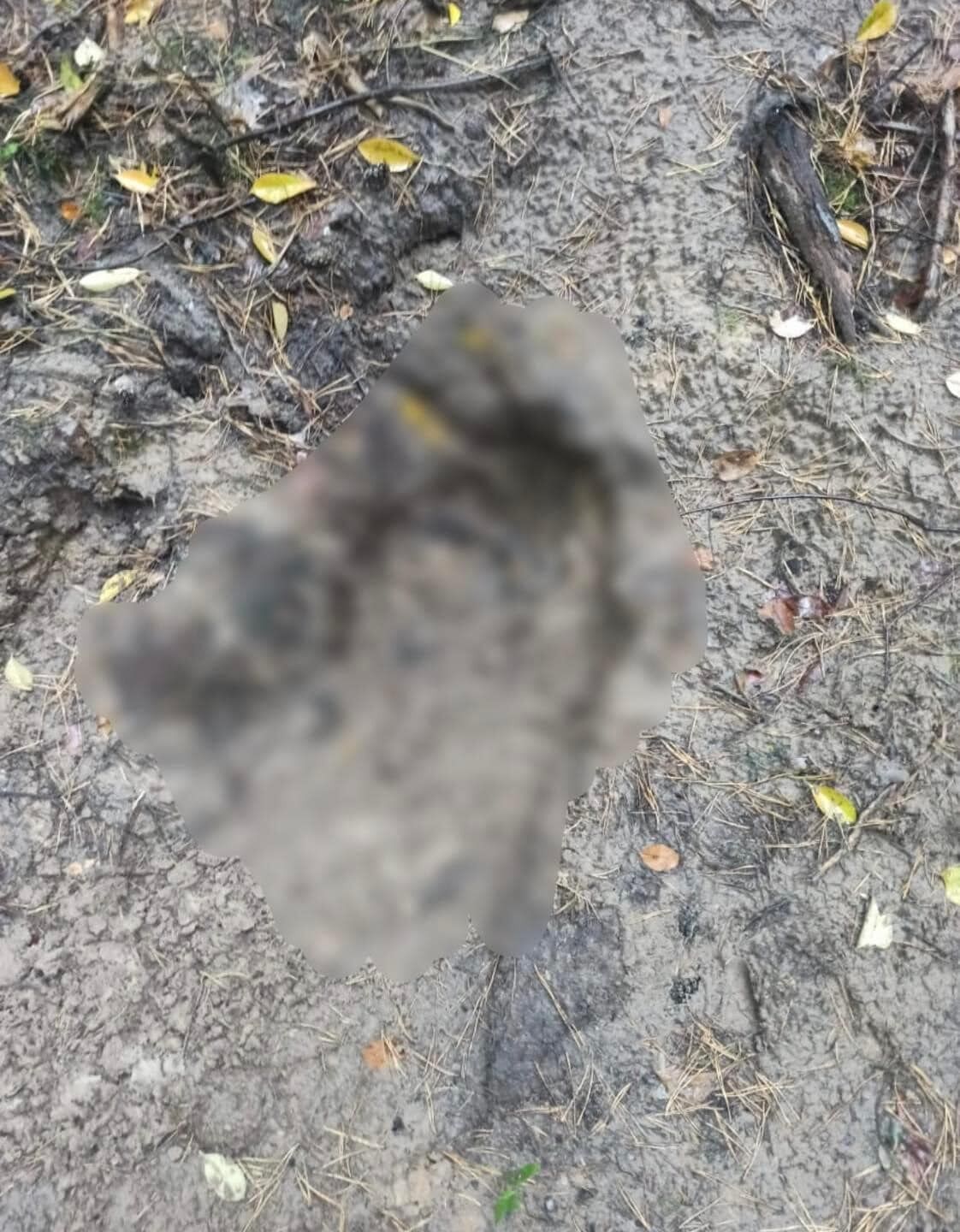 Біля Ворзеля на Київщині знайшли останки двох мирних жителів. Фото