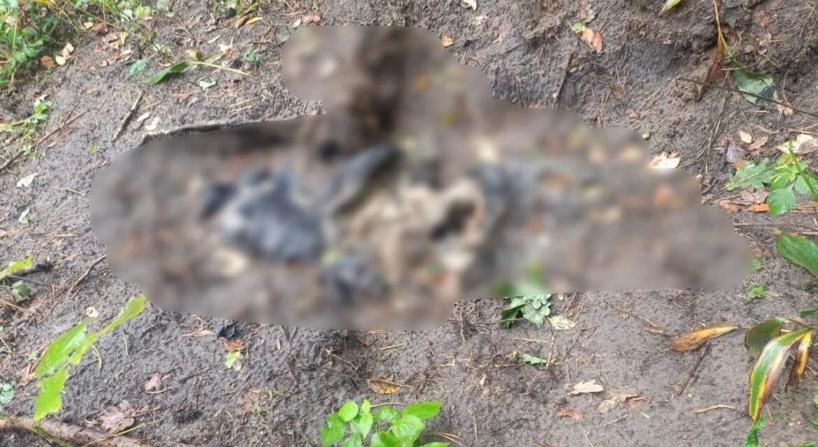 Біля Ворзеля на Київщині знайшли останки двох мирних жителів. Фото