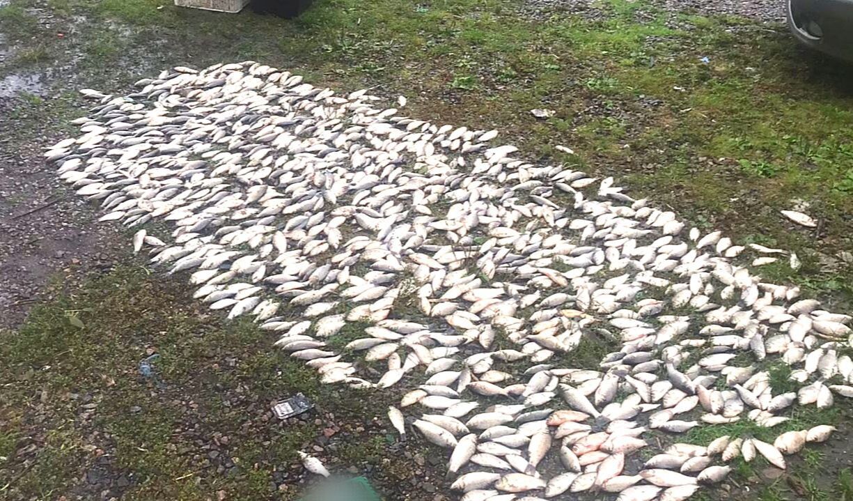 На Киевщине у браконьера изъяли рыбы более чем на 1 млн грн. Фото