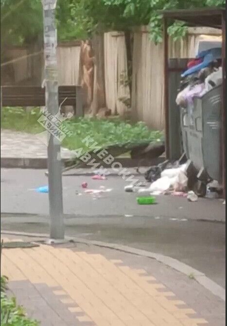У Києві на вулиці помітили павича: гуляв і шукав їжу біля смітника. Відео