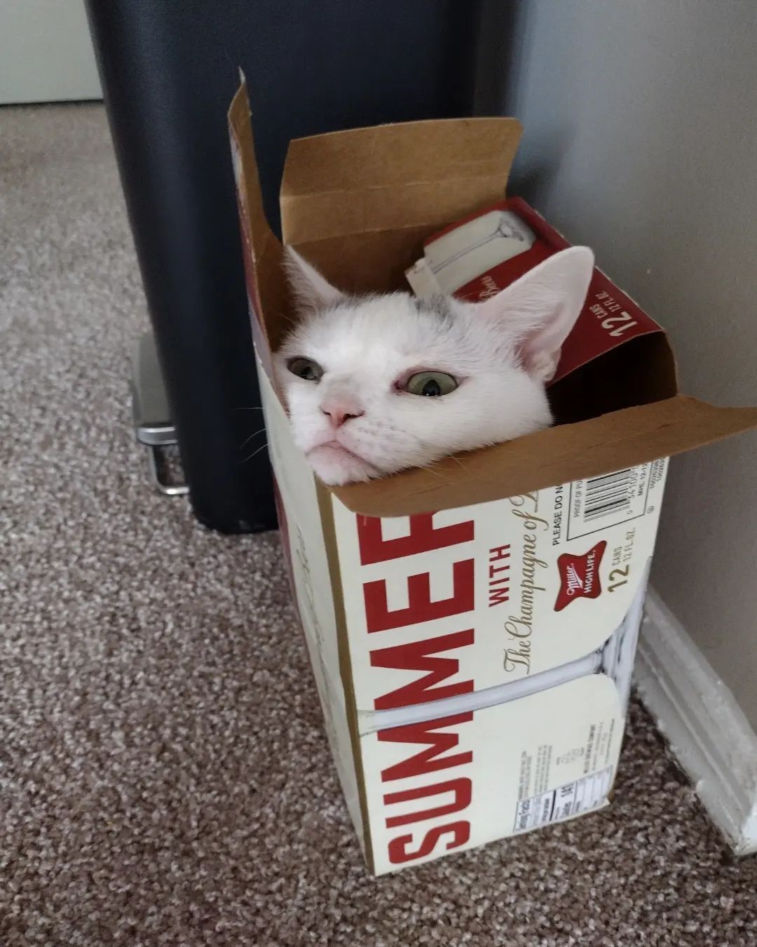 Новая Grumpy Cat. Кошка из Теннеси стала звездой сети благодаря мрачной мордашке