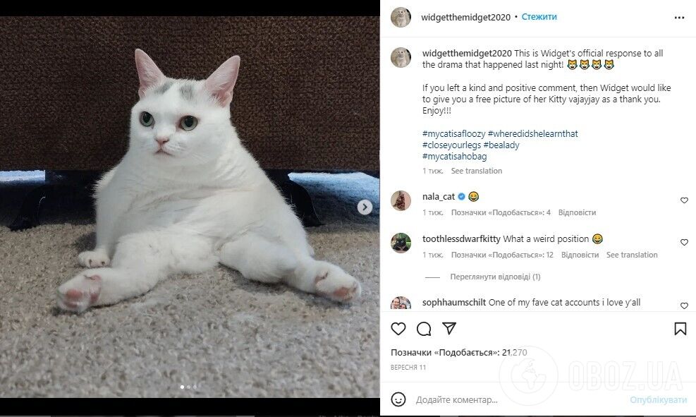Нова Grumpy Cat. Кішка з Теннесі стала зіркою мережі завдяки похмурій мордочці