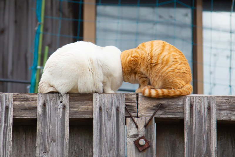 Коти-нерозлийвода виграли конкурс на найсмішніше фото тварин 2022 року