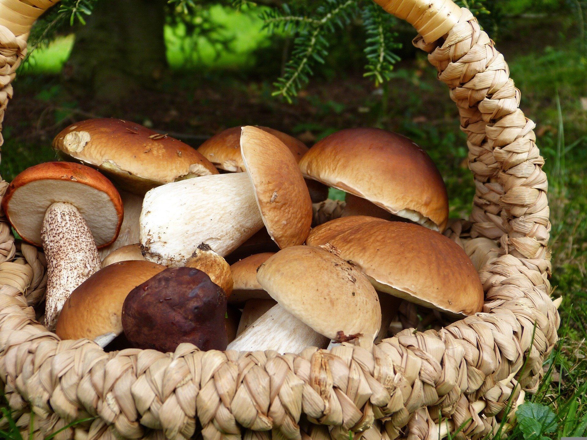 Как вкусно замариновать белые грибы: хранятся на зиму