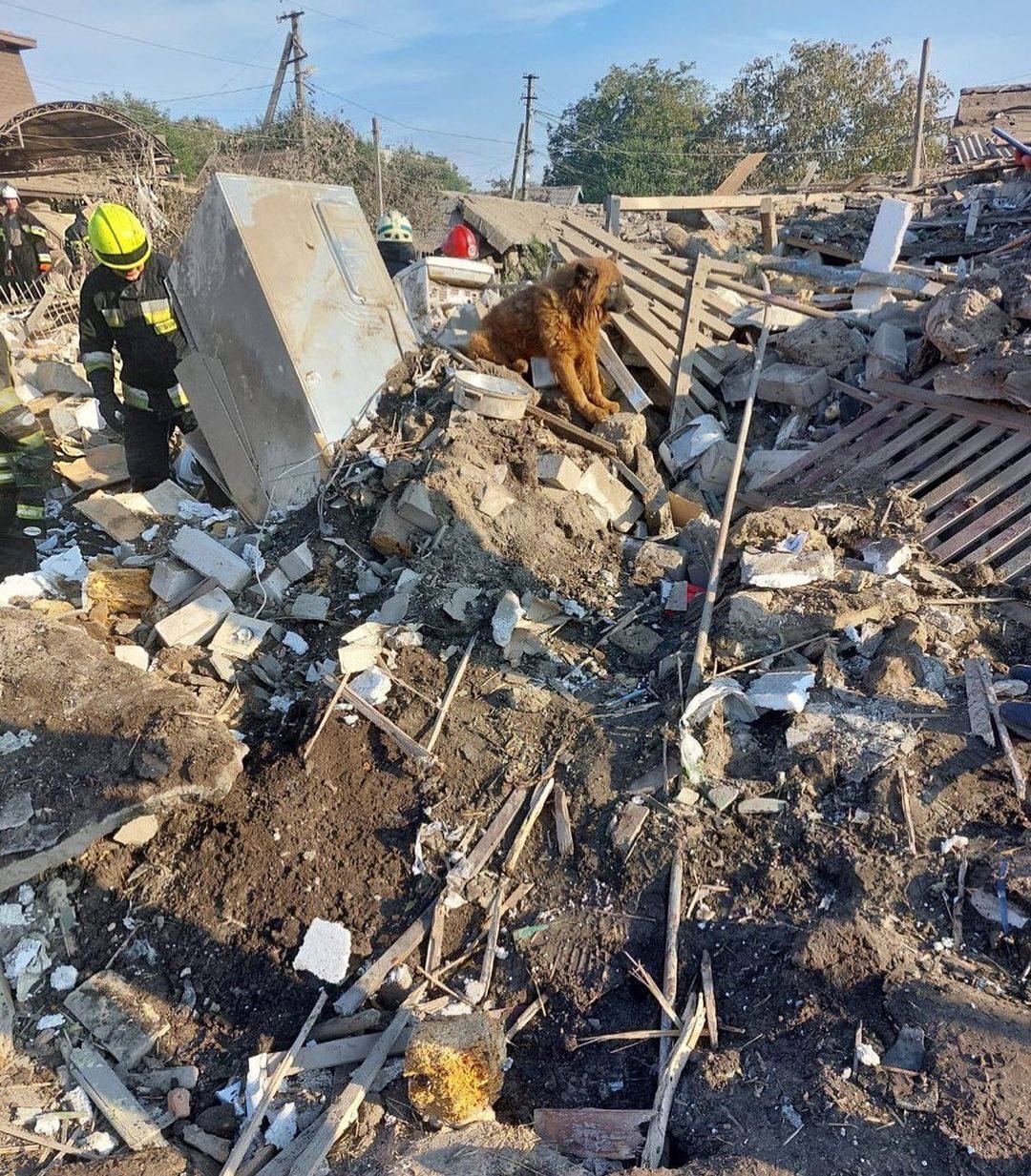 На руинах дома сидел и плакал пес: появились кадры с места гибели от российской ракеты семьи из Днепра. Фото и видео