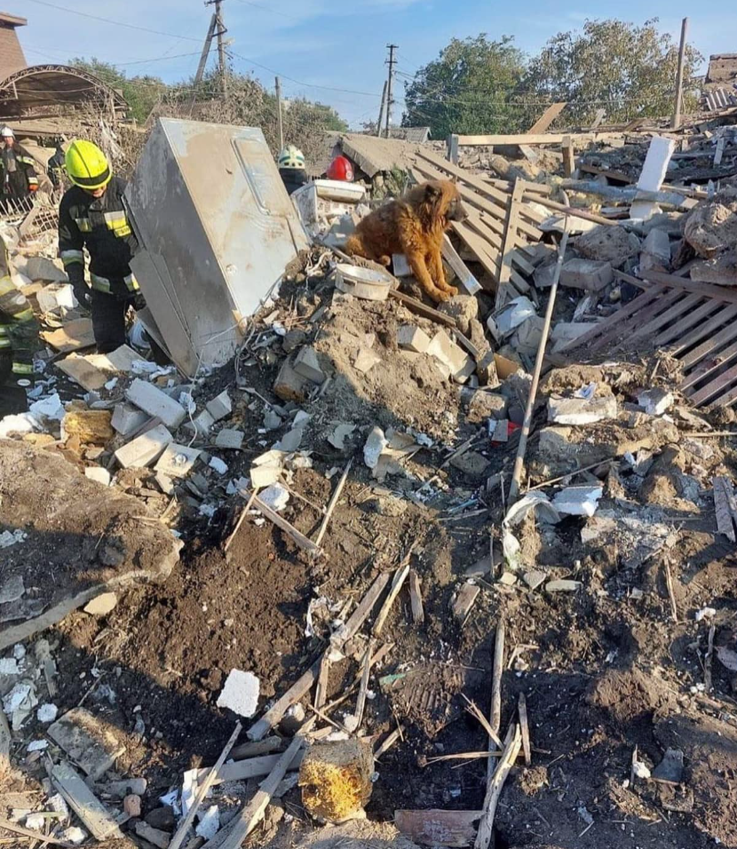 У Дніпрі російська ракета вбила родину українського військового, пес Крим на руїнах оплакував господарів: історія