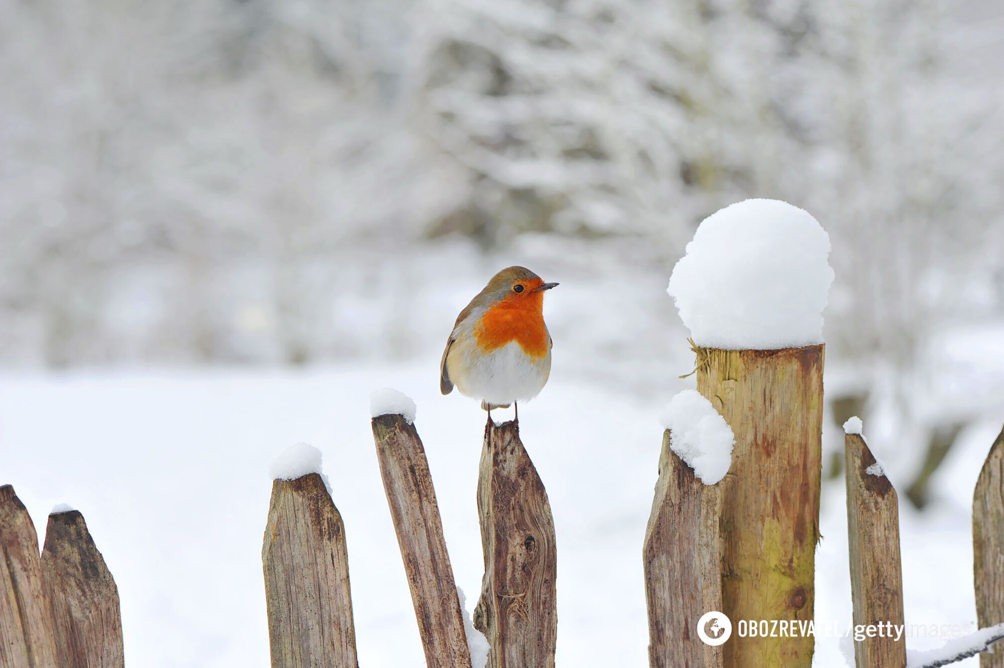 Мало снега и необычное тепло: синоптики рассказали, какой будет зима в Украине