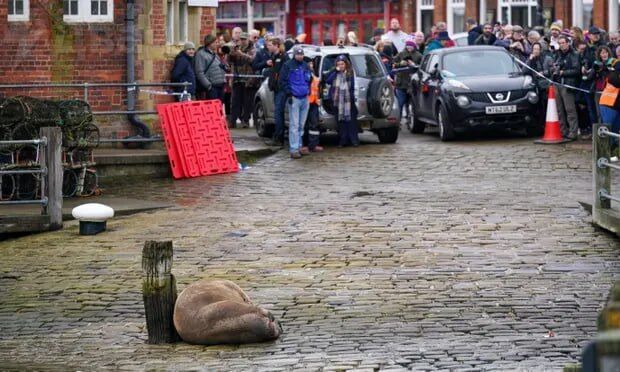 Місто в Британії скасувало новорічний феєрверк, щоб не турбувати моржа, який вирішив перепочити в порту. Фото і відео