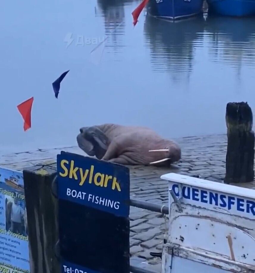 Город в Британии отменил новогодний фейерверк, чтобы не беспокоить моржа, решившего отдохнуть в порту. Фото и видео