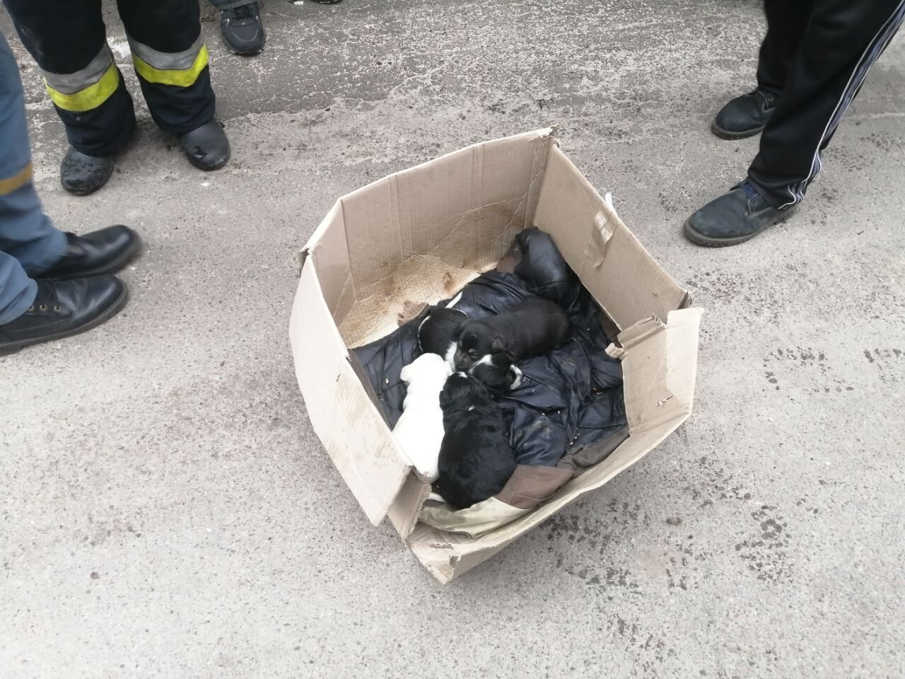 На Київщині під час гасіння пожежі бійці ДСНС врятували чотирьох цуценят. Фото