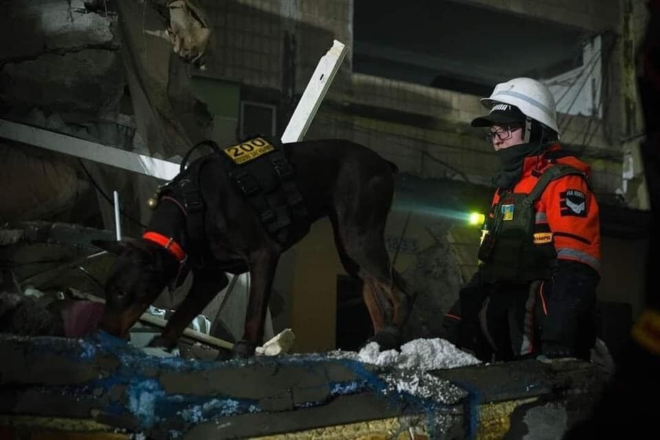 "Це янголи нашого життя": мережу зворушили фото собак, які допомагають шукати людей під завалами у Дніпрі. Фото 