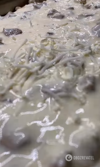 Ленивый пирог с курицей и грибами: готовится из лаваша