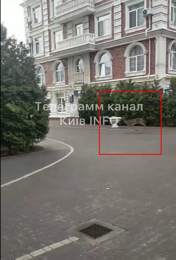 У Києві помітили оленя, який бігав у дворах багатоповерхівок. Відео