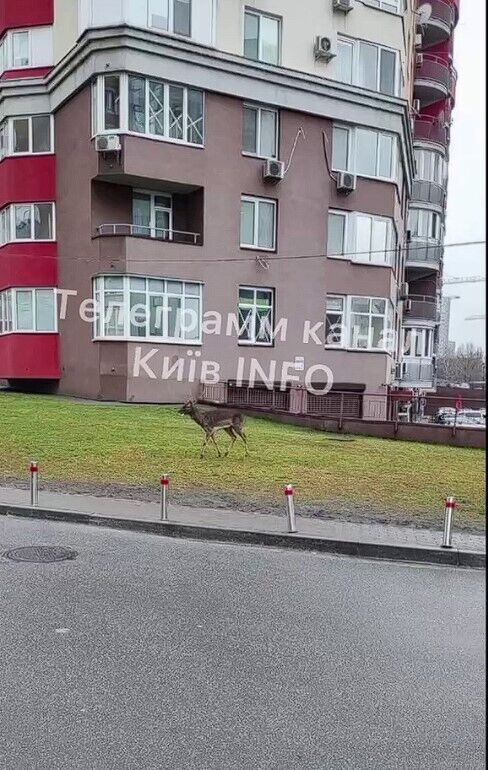В Киеве заметили оленя, бегавшего во дворах многоэтажек. Видео
