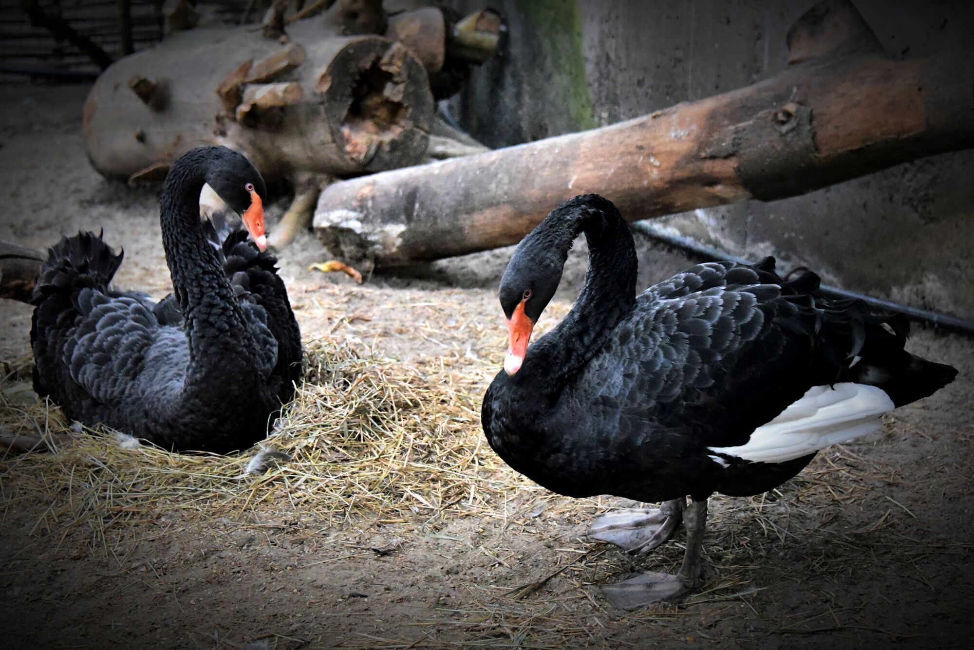 В Киеве можно увидеть черных лебедей: куда сходить. Фото