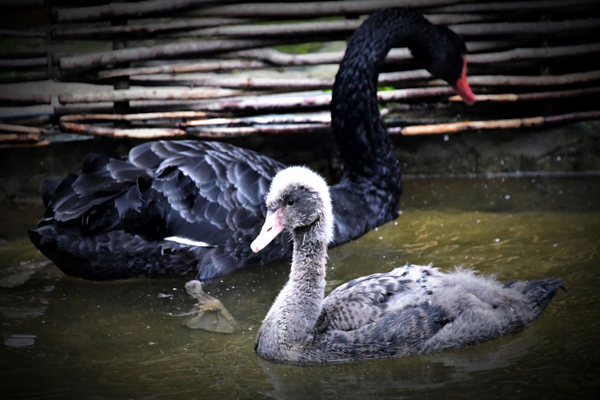 У Києві можна побачити чорних лебедів: куди сходити. Фото