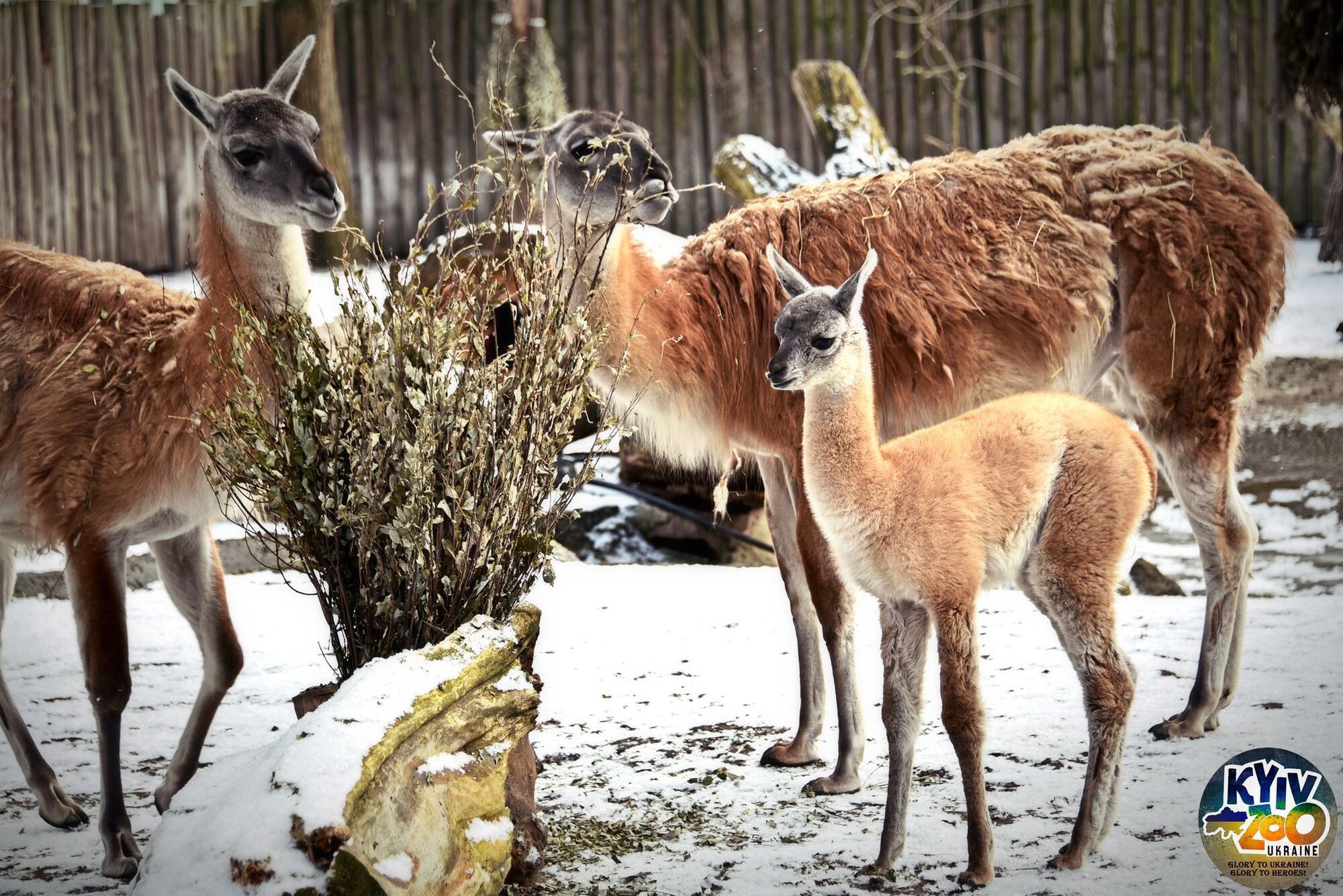 У Київському зоопарку поповнення в родині екзотичних тварин. Фото та відео