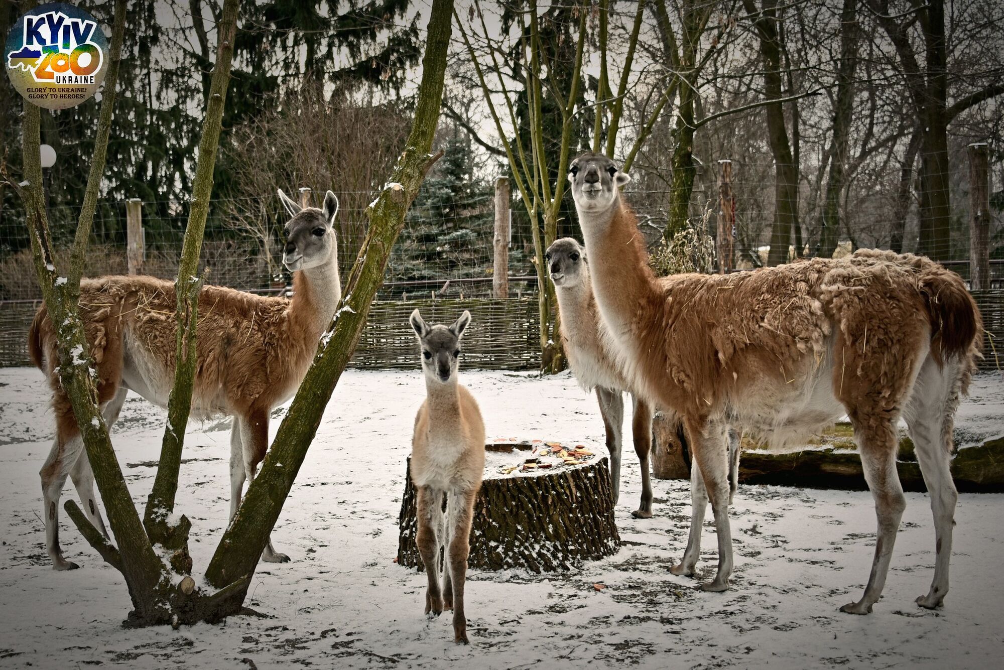 У Київському зоопарку поповнення в родині екзотичних тварин. Фото та відео