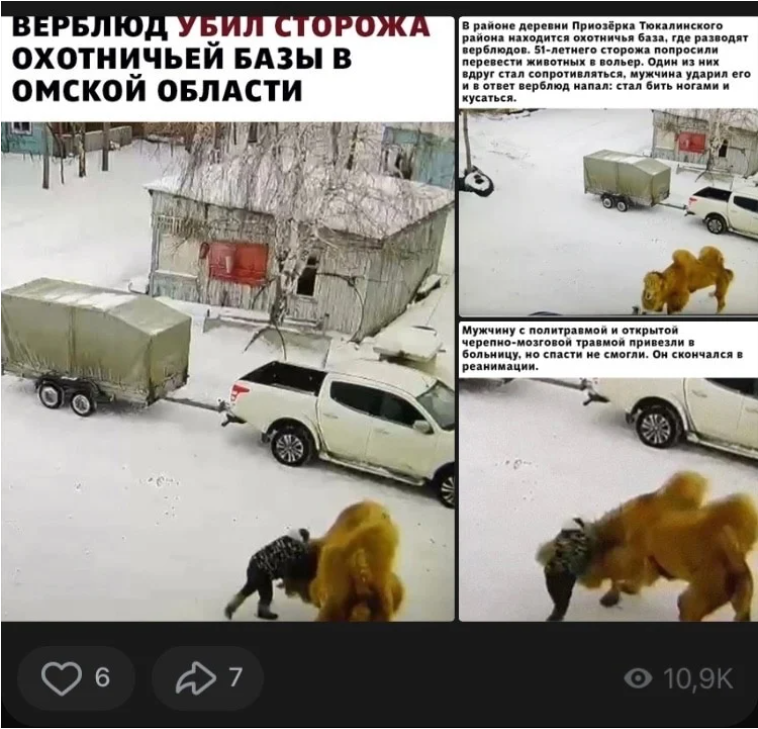 "Секретное биооружие": как верблюжьи войска нанесли удар по россиянам