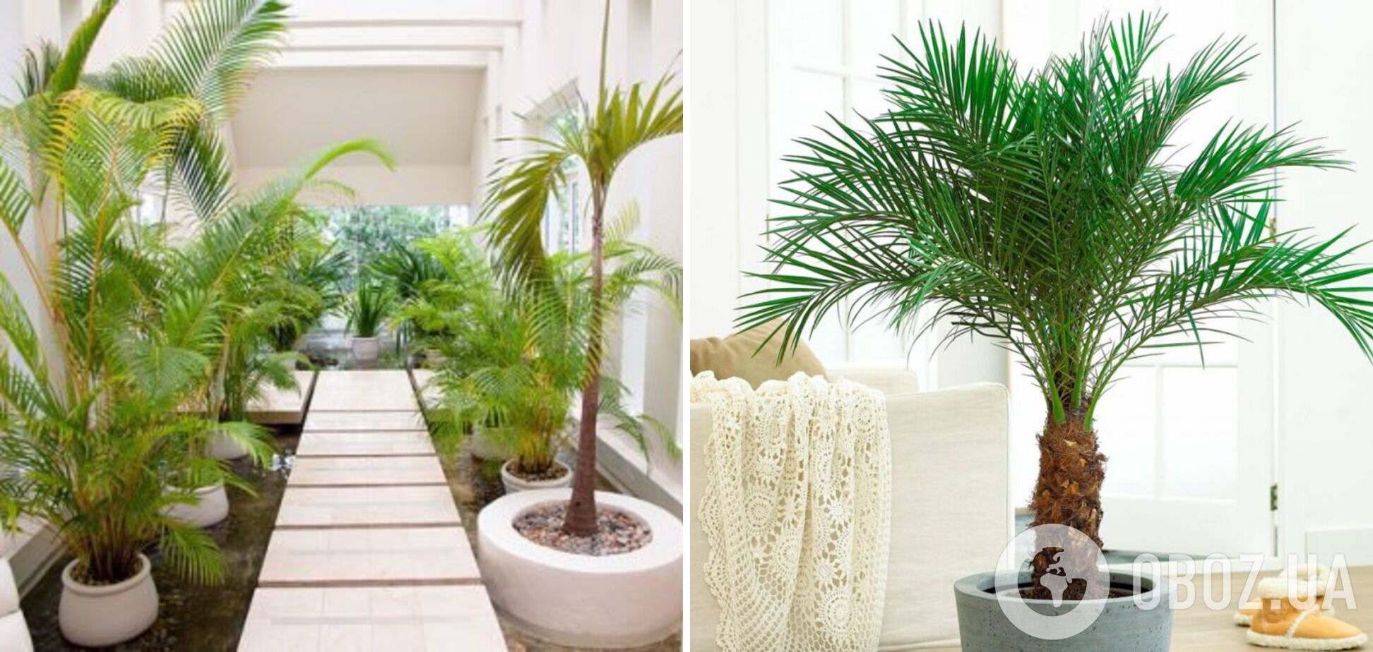 Какие комнатные растения лучше всего впитывают влагу и избавляют от плесени: список
