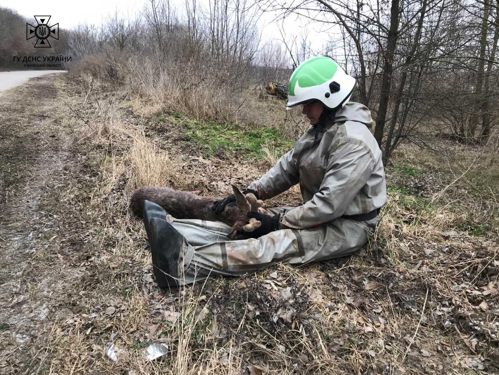 На Киевщине спасли раненого олененка, который оказался посреди замерзшего озера. Фото и видео