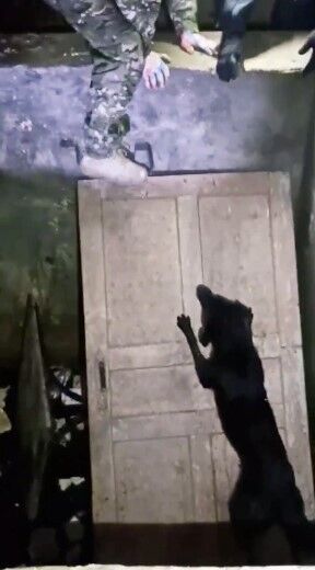В Бериславе полицейские спасли собаку, которая из-за взрывов оказалась в глубокой яме. Видео