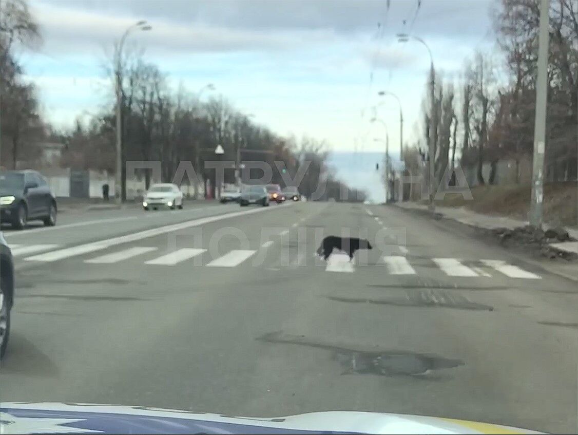 В Киеве заметили собак, которые переходили дорогу, соблюдая ПДД. Забавное видео